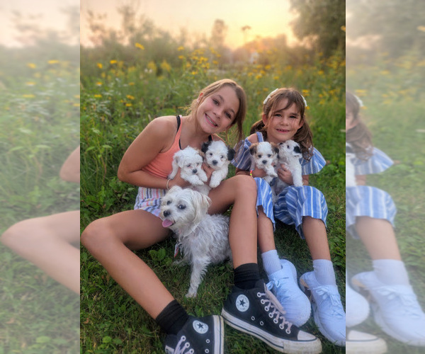 Medium Photo #27  Breeder Profile in FARMINGTON, MN, USA