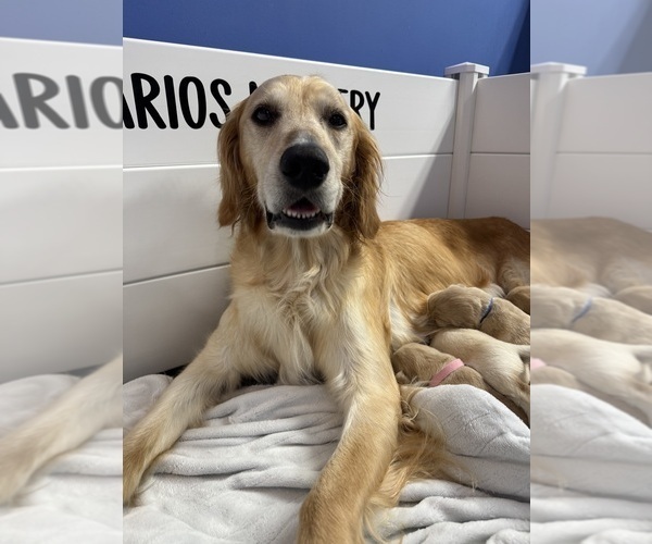 Medium Photo #6  Breeder Profile in CONWAY, SC, USA