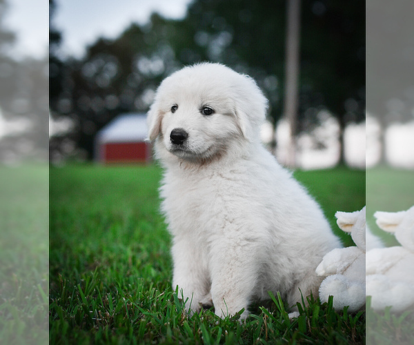 Medium Photo #11  Breeder Profile in CONWAY, MO, USA