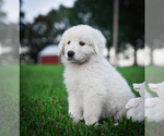 Small #10 Breeder Profile image