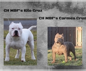 American Bully Dog Breeder in CHESTERFLD,  USA