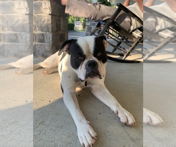 Medium Photo #60  Breeder Profile in COLUMBIA, KY, USA