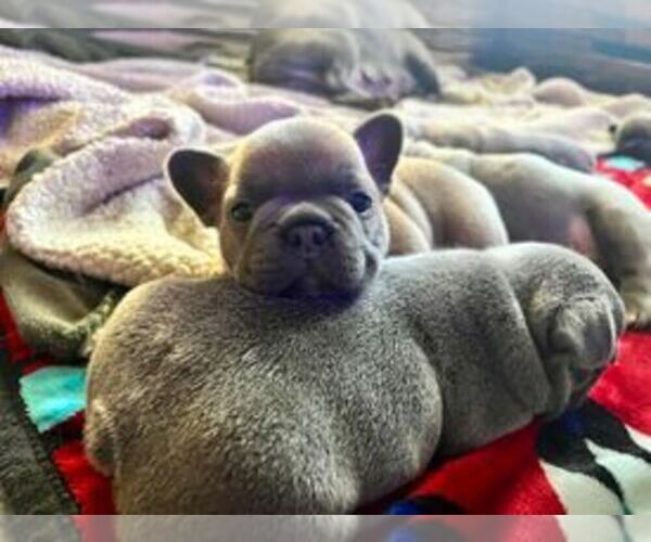 Medium Photo #2  Breeder Profile in DELTA, CO, USA