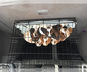 Basset Hound Dog Breeder near TAYLORS, SC, USA
