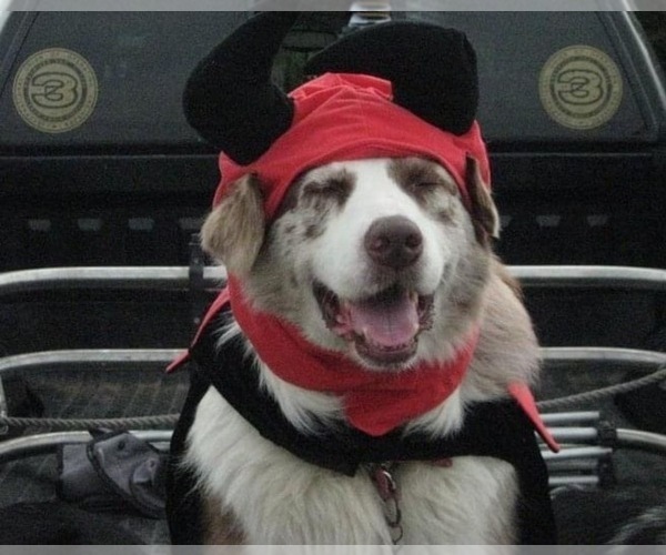 Medium Photo #9  Breeder Profile in SUNNYVALE, CA, USA