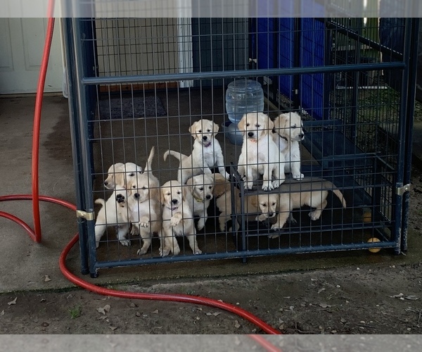 Medium Photo #11  Breeder Profile in FLINT, TX, USA