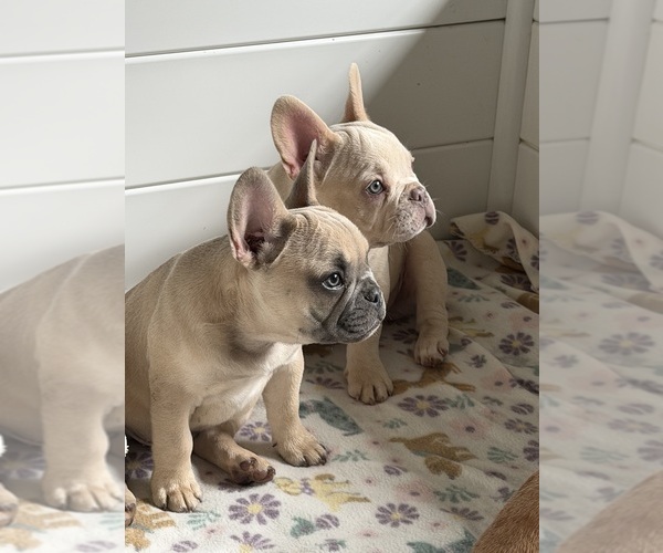 Medium Photo #9  Breeder Profile in OZARK, AL, USA