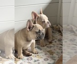 Small #8 Breeder Profile image