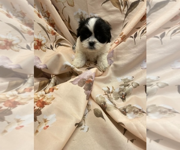 Medium Photo #8  Breeder Profile in HENNIKER, NH, USA
