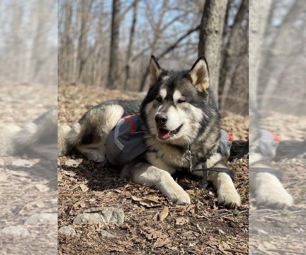 Medium Photo #129  Breeder Profile in FREDERICK, MD, USA