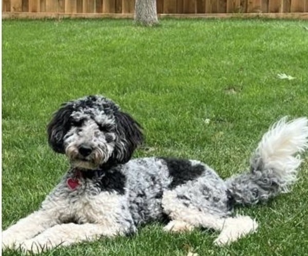 Medium Photo #2  Breeder Profile in LUBBOCK, TX, USA