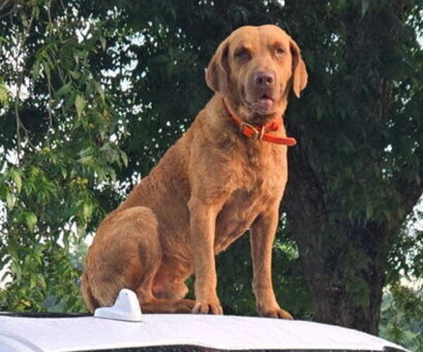 Medium Photo #18  Breeder Profile in Cordele, GA, USA