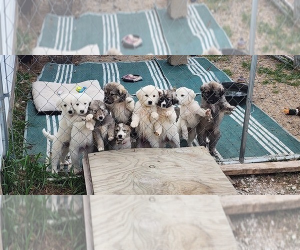Medium Photo #1  Breeder Profile in LEWIS, IA, USA