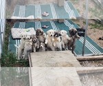 Small breeder photo