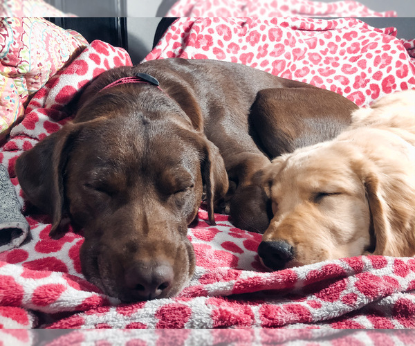 Medium Photo #1  Breeder Profile in COLUMBIA, MO, USA