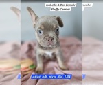 Small #19 Breeder Profile image