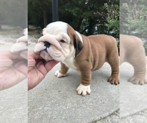 Medium Photo #3  Breeder Profile in MINOOKA, IL, USA
