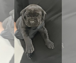 Cane Corso Dog Breeder near HESPERIA, CA, USA