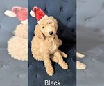 Small #2 Breeder Profile image