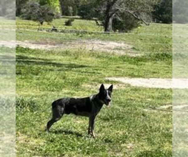 Medium Photo #2  Breeder Profile in BEDIAS, TX, USA