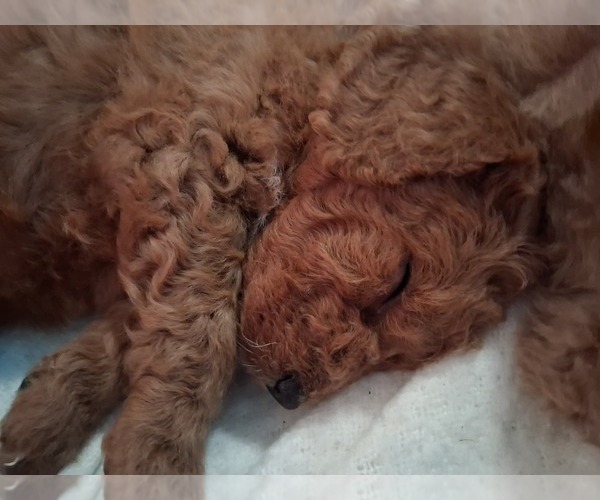 Medium Photo #75  Breeder Profile in GASTONIA, NC, USA