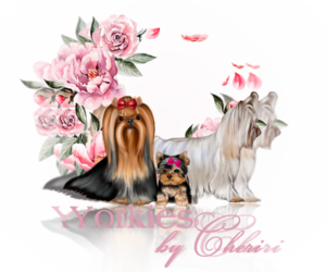 Medium Breeder Profile Photo