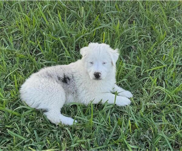 Medium Photo #2  Breeder Profile in CLERMONT, FL, USA