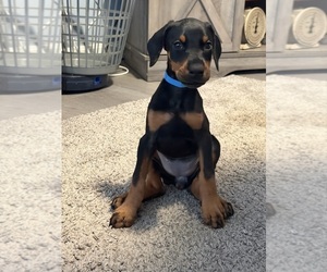 Doberman Pinscher Dog Breeder near CHEPACHET, RI, USA