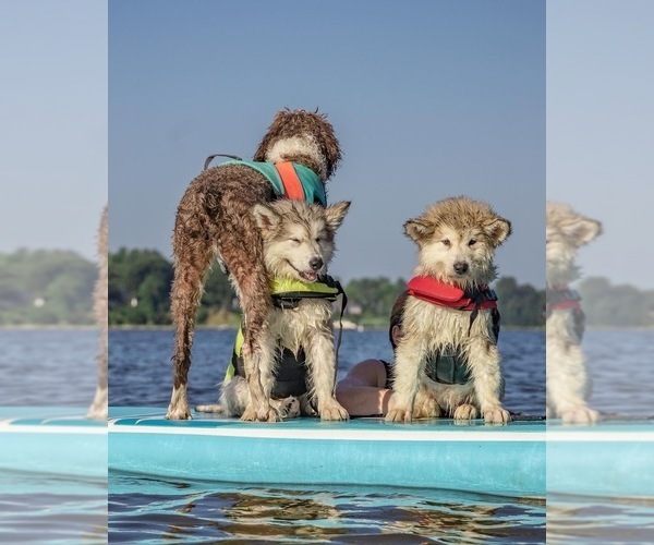 Medium Photo #9  Breeder Profile in FREDERICK, MD, USA