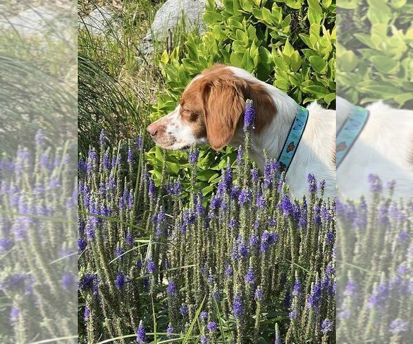 Medium Photo #45  Breeder Profile in HORTENSE, GA, USA