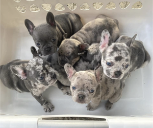 French Bulldog Dog Breeder in MIAMI,  USA