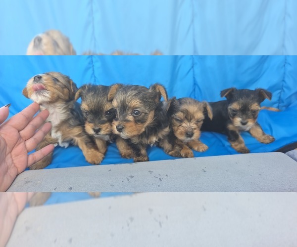 Medium Photo #1  Breeder Profile in HAINES CITY, FL, USA