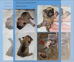 Small #1 Breeder Profile image