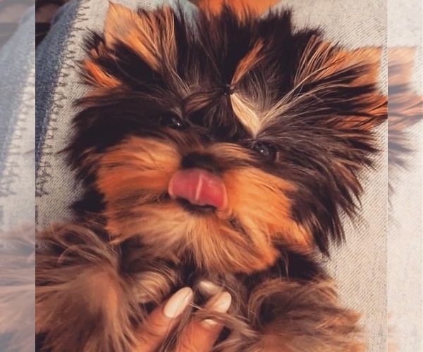 Medium Photo #5  Breeder Profile in SCHAUMBURG, IL, USA