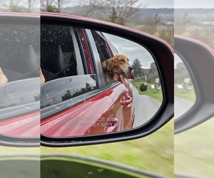 Dachshund Dog Breeder near BULLS GAP, TN, USA