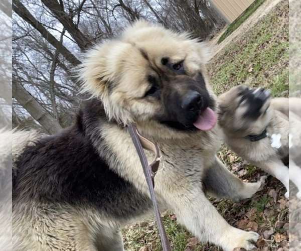 Medium Photo #63  Breeder Profile in TWINING, MI, USA