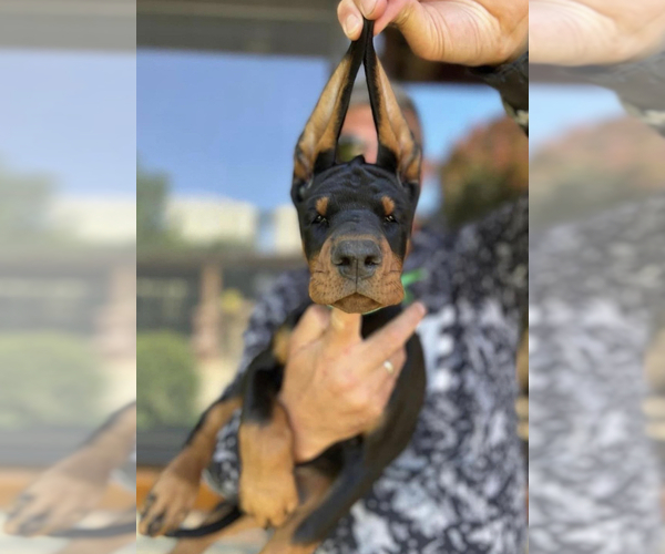 Medium Photo #1  Breeder Profile in NAPLES, FL, USA