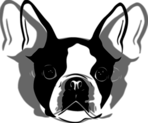 Main photo of Boston Terrier Dog Breeder near WINTON, CA, USA