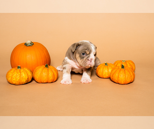 Medium Photo #12  Breeder Profile in HOUSTON, TX, USA