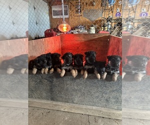 German Shepherd Dog Dog Breeder near CARLYLE, IL, USA