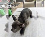 Small #17 Breeder Profile image