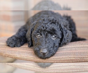 Airedoodle Dog Breeder near PHOENIX, AZ, USA