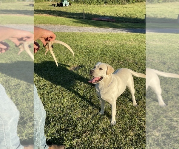 Medium Photo #1  Breeder Profile in STANLEY, NY, USA