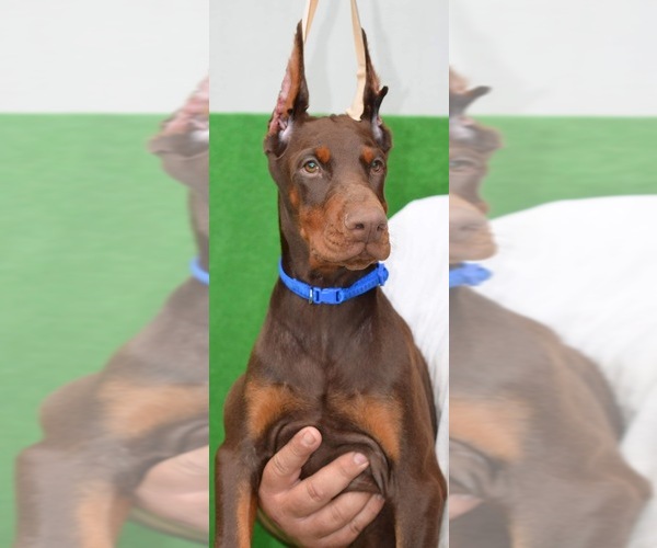 Medium Photo #4  Breeder Profile in ROSEBURG, OR, USA