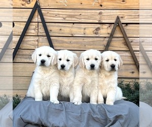 English Cream Golden Retriever Dog Breeder in HUNTERSVILLE,  USA