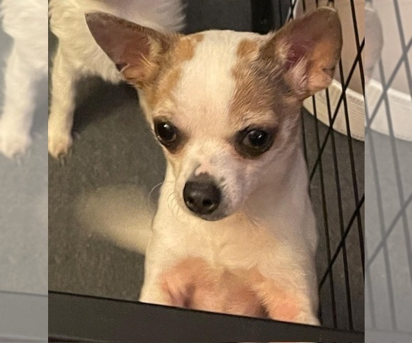 Medium Photo #90  Breeder Profile in TWINING, MI, USA