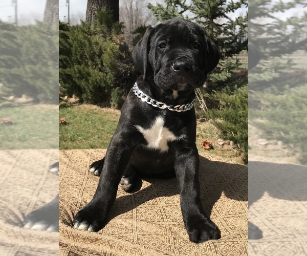 Medium Photo #4  Breeder Profile in LOYALTON, CA, USA