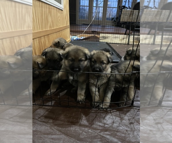 Medium Photo #7  Breeder Profile in MADISON HEIGHTS, VA, USA