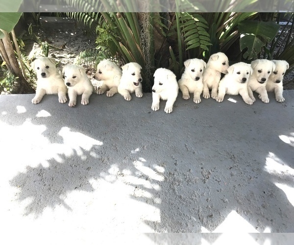 Medium Photo #1  Breeder Profile in NAPLES, FL, USA
