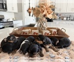 Small #11 Breeder Profile image